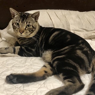 沖縄の猫★大きな体でとても甘えん坊のジャックくん