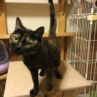 究極の甘えん坊さびねこちゃん