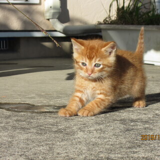 元気な仔猫２匹（生後1か月）と母猫（2～3歳）を保護中です。　  - 鴨川市
