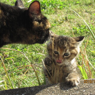 元気な仔猫２匹（生後1か月）と母猫（2～3歳）を保護中です。　  - 里親募集