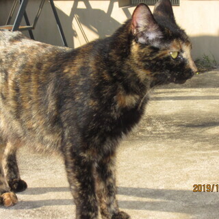 元気な仔猫２匹（生後1か月）と母猫（2～3歳）を保護中です。　  − 千葉県