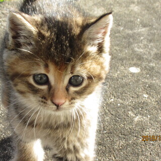元気な仔猫２匹（生後1か月）と母猫（2～3歳）を保護中です。　  - 猫