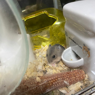 ハムスターの赤ちゃん