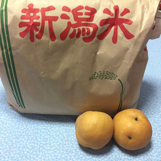 クラシックこしひかり(新興梨おまけ付き)