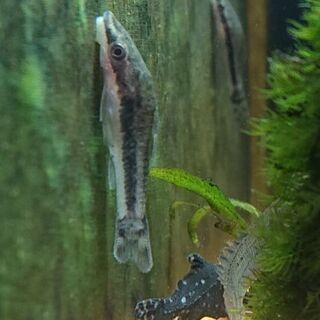 オトシンクルス (熱帯魚 アクアリウム 水草 レイアウト)の画像