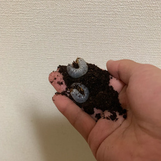 エレファスゾウカブト 1齢2齢幼虫 3匹セット