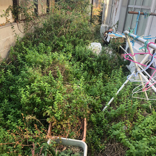 庭の雑草、庭木伐採、その他お任せください
