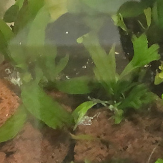 セットでお得に！　トロピカ社ミクロソリウム流木とニテラとミクロソリウムつき溶岩石と溶岩石付きウィローモス！の画像