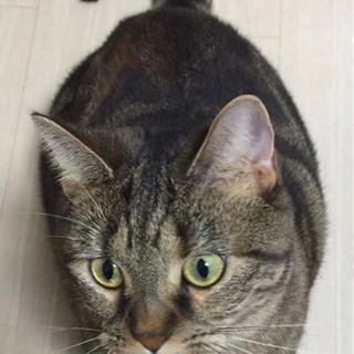 マンチカンとスコティッシュフォールドの里親様募集