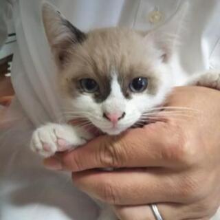（トライアル日程調整中）生後2ヶ月の子猫（メス）の里親さん募集