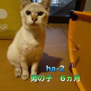 ありがとうございます。今日からホームステイです♪　高貴な猫に見える?白とグレーのブルーアイの男の子。6カ月くらいです。 - 鹿児島市