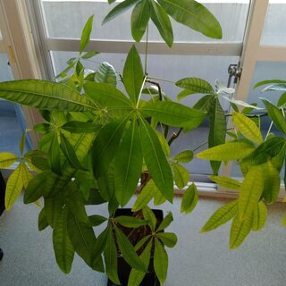 観葉植物　パキラ？　大きめです