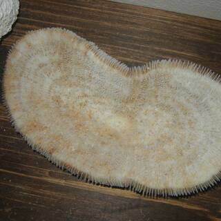 自然化石　白サンゴ　2個の画像