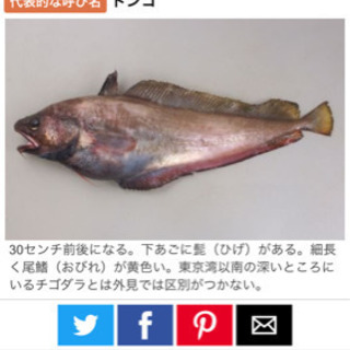 ドンコ(エゾアイナメ)活かした状態で欲しいです。