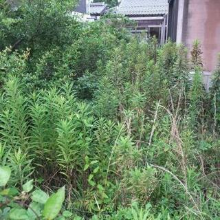 お庭のリフォーム防草工事