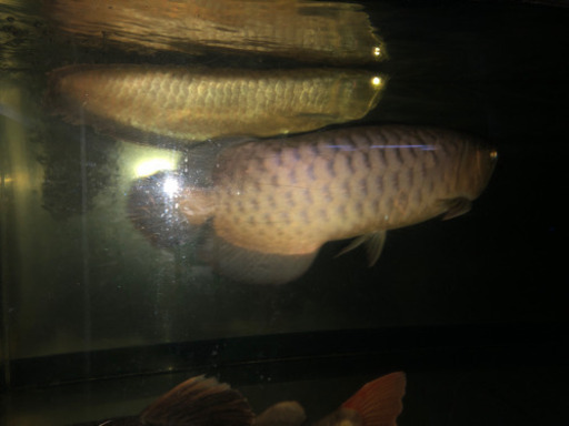 シルバーアロワナ　50センチ