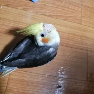 ピアノのコード教えます❗の画像