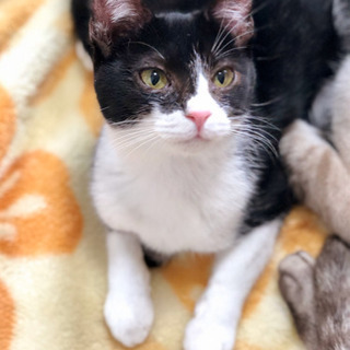 No.76 白黒ハチワレ キャットウーマン