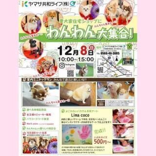 12/8(日) 碧南市 わんわん大集合💛月イチイベント開催!!