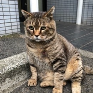 ちょっとおデブちゃんだけど💦甘えん坊なキジトラちゃん(♂)