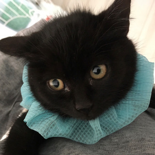 【募集停止】カワイイ鳴き声の黒猫"ごご"くん