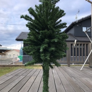 クリスマスツリー🎄差し上げます
