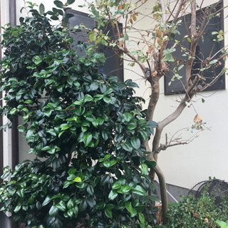 差し上げます！ 椿 苗 植木