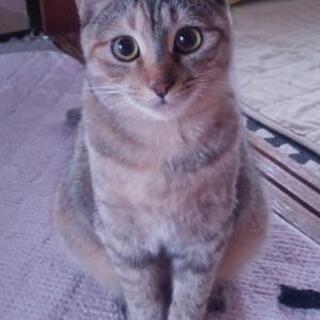 5月生まれ麦わら猫ひとちゃん