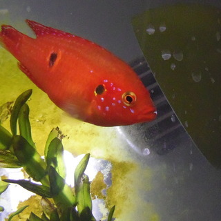 熱帯魚　レッドジュエルシクリッド　4cm前後  ５匹