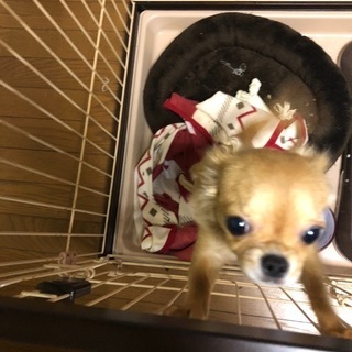 たくさんのご応募ありがとうございました。無事、新しい飼い主様が決...