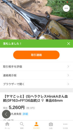 ヘラクレスオオカブト幼虫初令〜3令後期