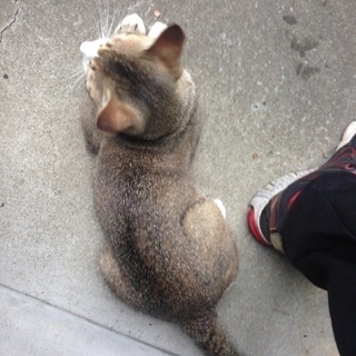 飼い猫が居なくなってしまい…