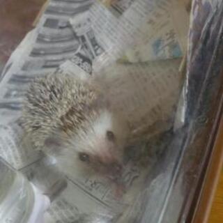 譲ってください
