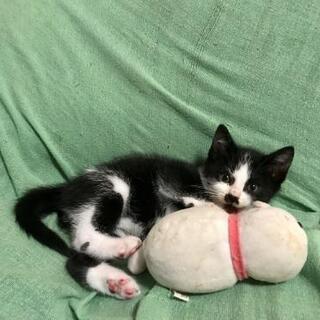 人慣れ抜群の白黒の子猫
