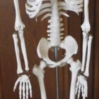 引き取り限定/人骨模型 人体模型 骨格模型 骨格標本 全長86cm