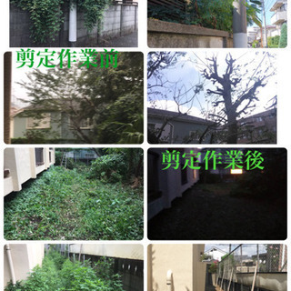 庭木の剪定　伐採、除草、草刈りなど庭の手入れ店（所沢市　狭山市入...