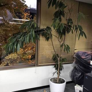 鉢植えグリーン