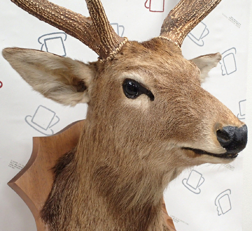 ♪ハンティングトロフィー 鹿の剥製 頭部 角 64W×125H♪