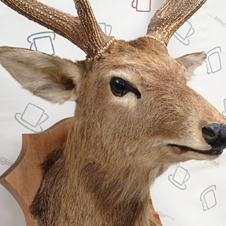 ♪ハンティングトロフィー 鹿の剥製 頭部 角 64W×125H♪