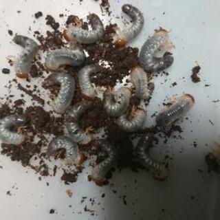 ヘラクレスオオカブト 初令幼虫の画像