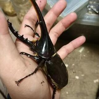 ヘラクレスオオカブト 初令幼虫の画像