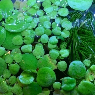 ドワーフフロッグピット売ります　20株