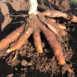 キャッサバ　3キロの画像