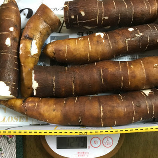 キャッサバ　3キロの画像