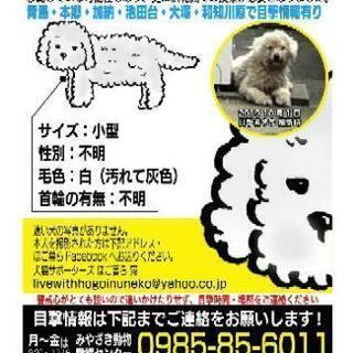 迷い犬を保護したいです