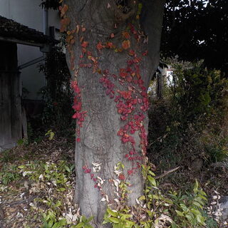 巨木　立木の画像