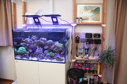 RedSea REEFER 250（V3サンプ）、水流ポンプ、LED等及び生体の完全セット