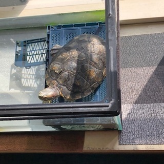 ミドリガメ10cmオスの里親探しています - 札幌市