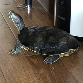 ミドリガメ10cmオスの里親探しています - その他