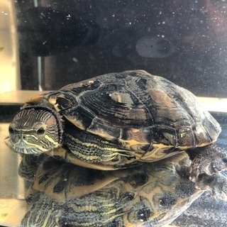 ミドリガメ10cmオスの里親探していますの画像